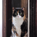 IMG-20250621-WA0000